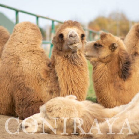 coniraya spotkanie ze zwierzętami 3