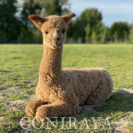 Coniraya doradztwo 2