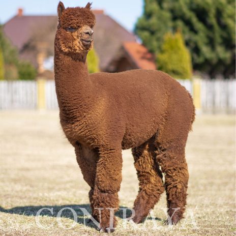 Coniraya doradztwo 3