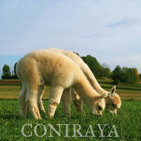 Coniraya doradztwo 4