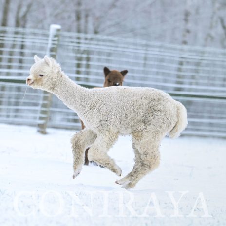 Coniraya Honfleur de Calvados2