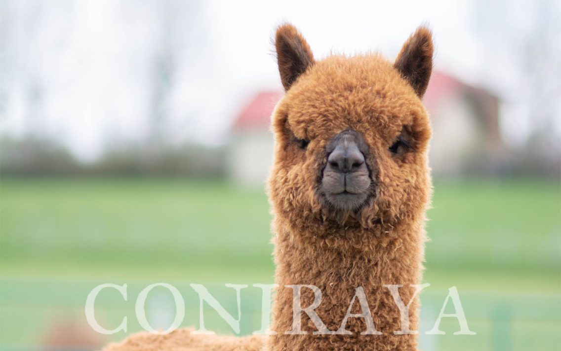 main image: Alpaki od Podstaw 12.10.2024