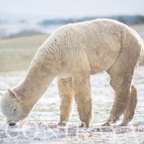 Coniraya Xanadu Peruvian Calvados krycie2