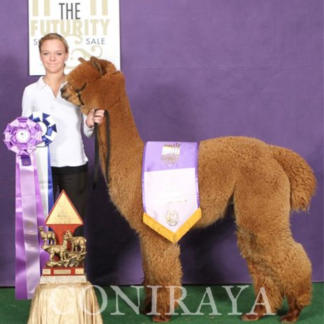 QE Quechua Angels Wings Snowmass Conopa’s Kahuna5