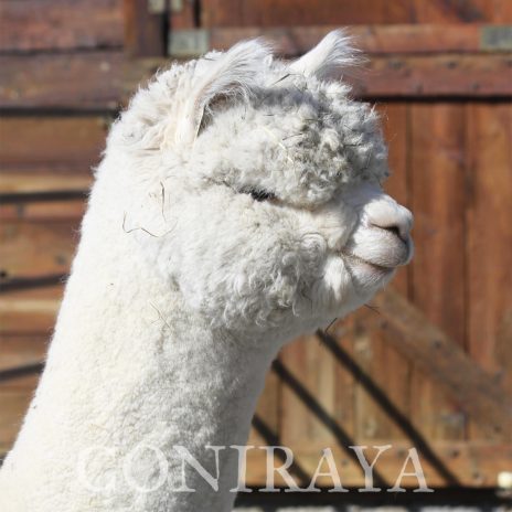 QE Quechua Angels Wings Snowmass Loro Piana7