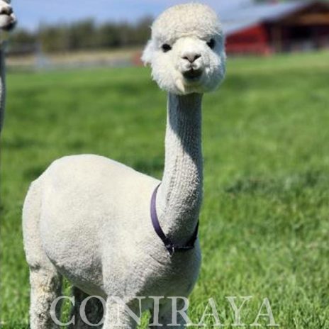 QE Quechua Angels Wings2