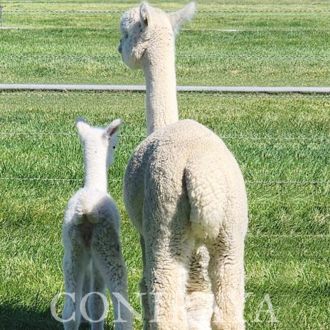 QE Quechua Angels Wings3