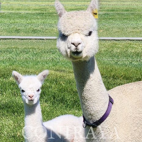 QE Quechua Angels Wings4