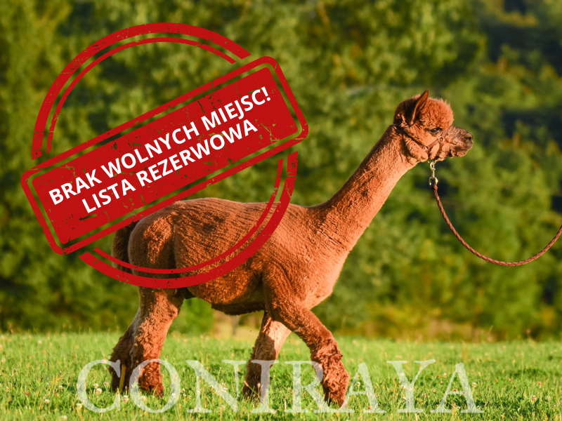 main image: Praca z Alpakami od Podstaw 16.11.2024r.