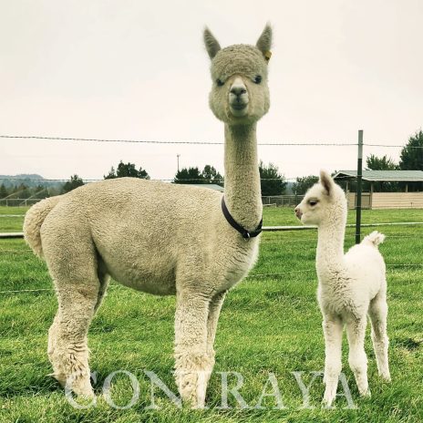 Coniraya Crystal Angel 1