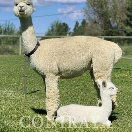 Coniraya Crystal Angel 2