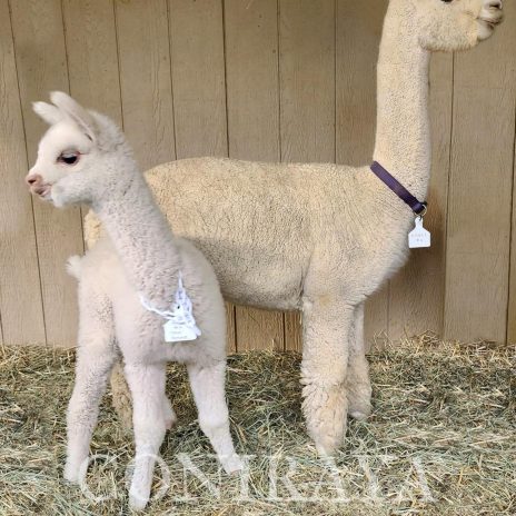 Coniraya Crystal Angel 4