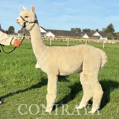 Coniraya Crystal Angel 5