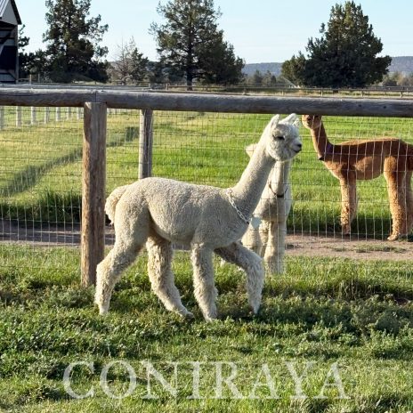 Coniraya Crystal Angel 6