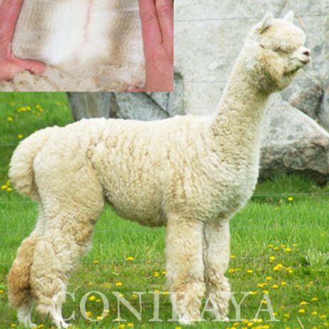 Coniraya Crystal Angel Snowmass Messiah 6