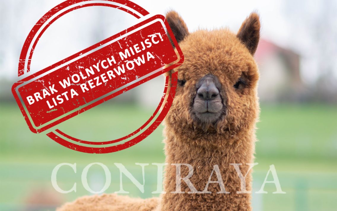 main image: Alpaki od Podstaw 18.01.2025r.