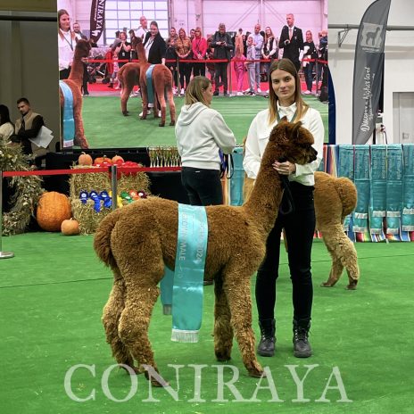 Halter Show PZHA 2024 13