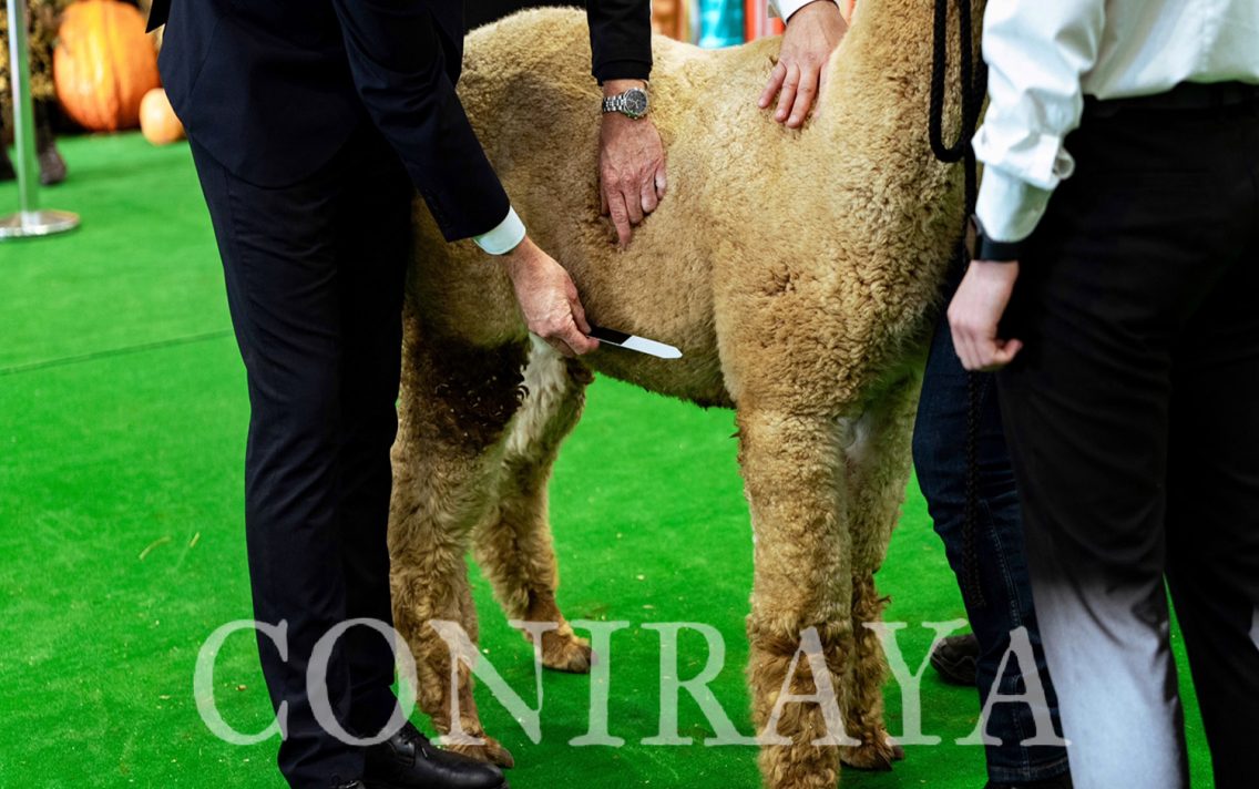 main image: I Halter Show PZHA