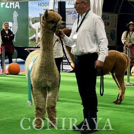 Halter Show PZHA 2024 5