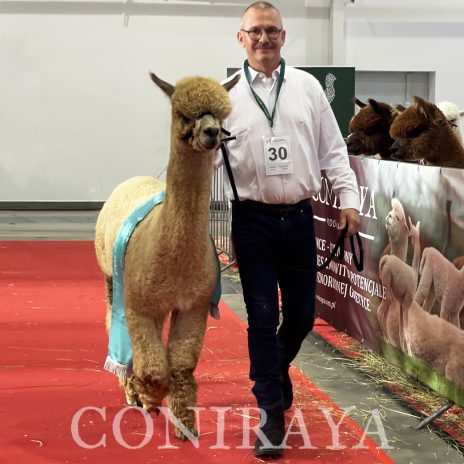 Halter Show PZHA 2024 6