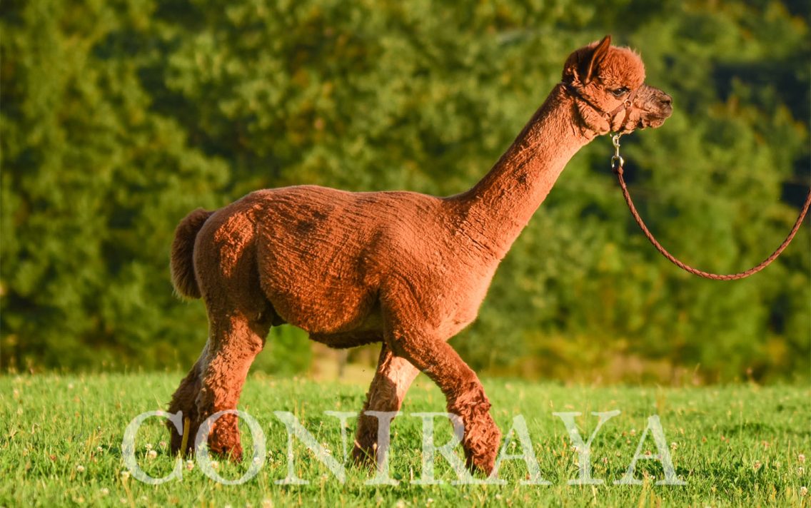 main image: Praca z Alpakami od Podstaw 22.11.2024r.
