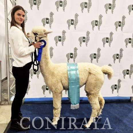 Halter Show PZHA 2024 10