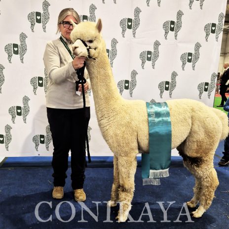 Halter Show PZHA 2024 11