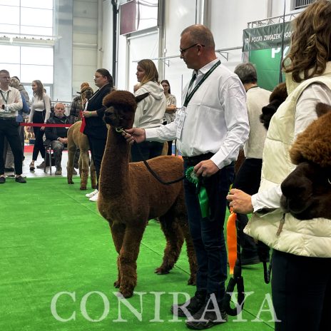 Halter Show PZHA 2024 3