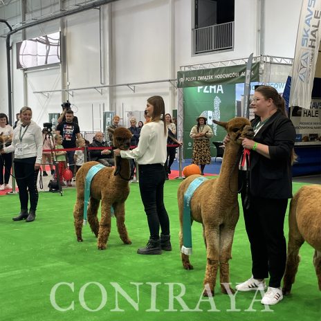 Halter Show PZHA 2024 4