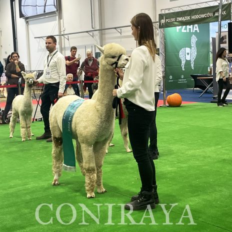 Halter Show PZHA 2024 7