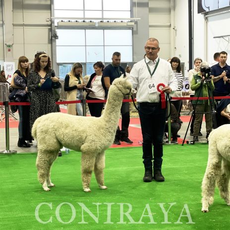 Halter Show PZHA 2024 8