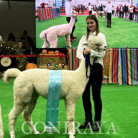 Halter Show PZHA 2024 9