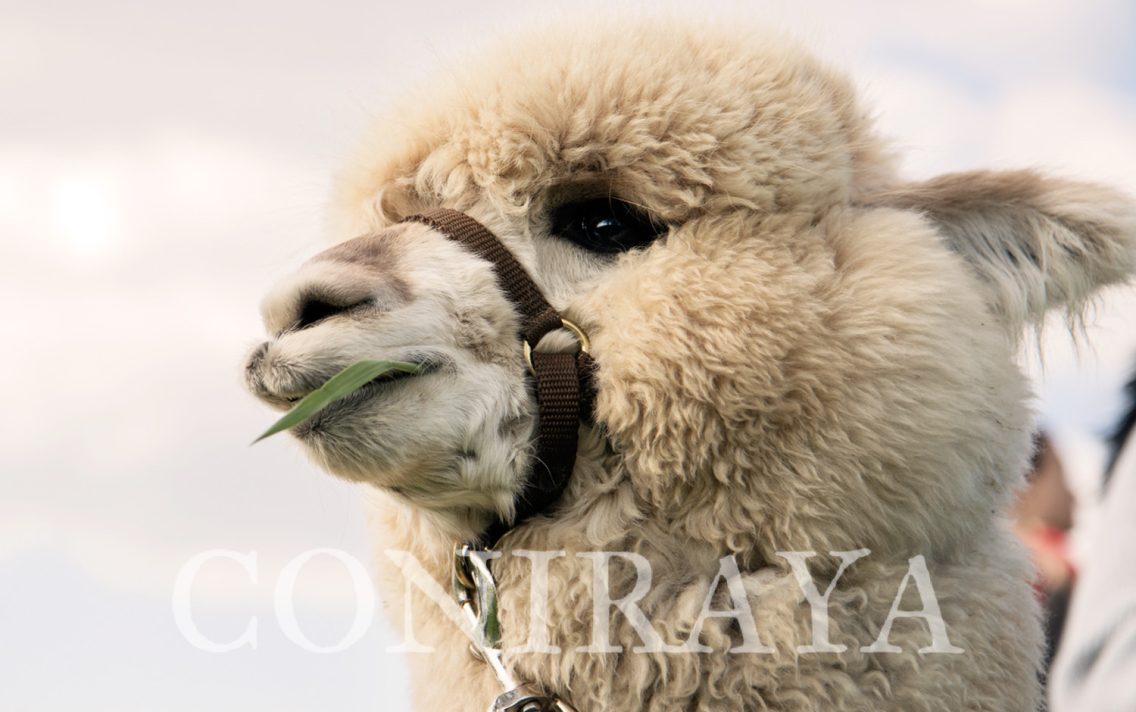 main image: Camelidynamics 24-25.05.2025r.