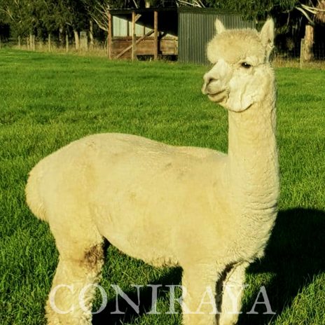 Coniraya Pakiri Bemersyde Estate Romeo 6