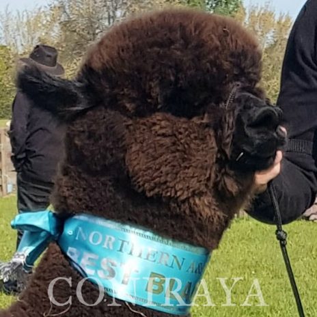 Coniraya Pakiri ELR Marcello5