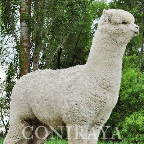 Coniraya Pakiri Oakridge Oliver 7