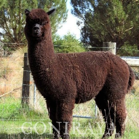 Coniraya Pakiri Sierra Vista Black Knight 8