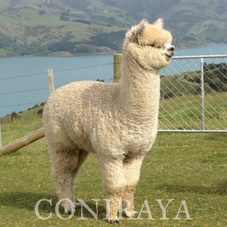 Coniraya Pakiri Softfoot Shah ET5