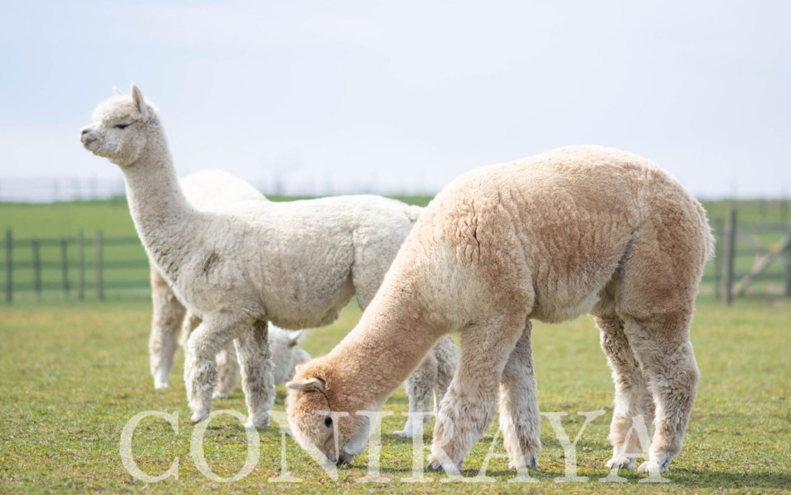 main image: Organizacja Międzynarodowego Testu Biegłości Profilowania STR Alpak i Lam w latach 2022/2023