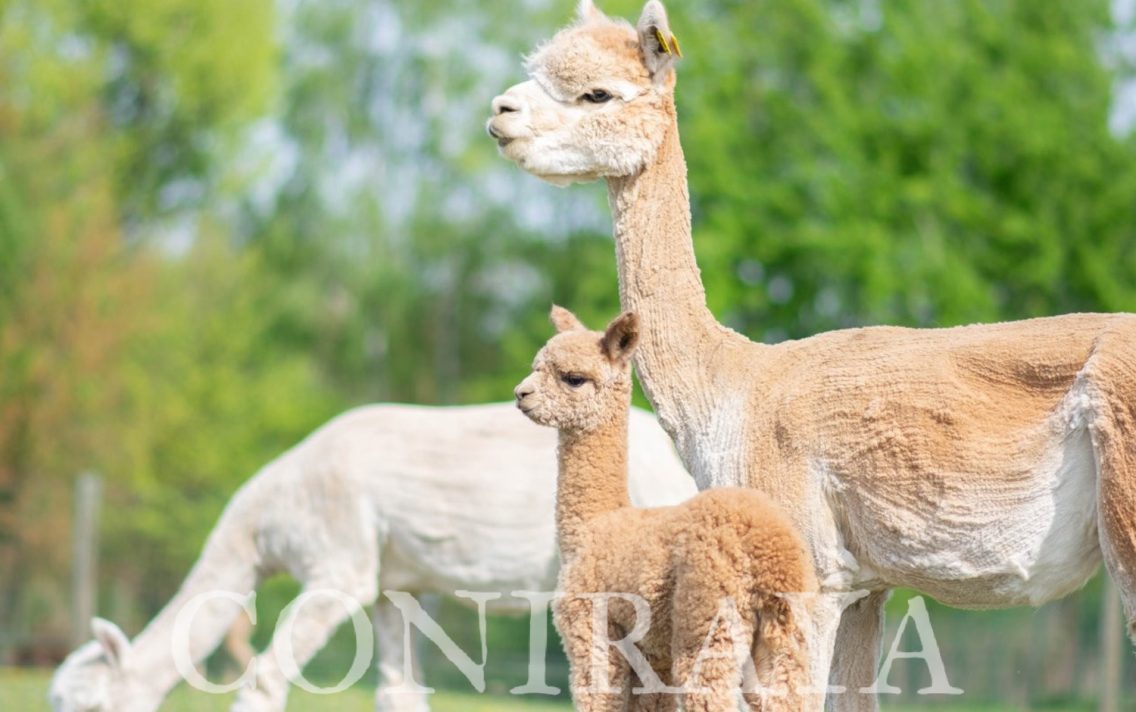 main image: Sezon porodów w Coniraya rozpoczęty!