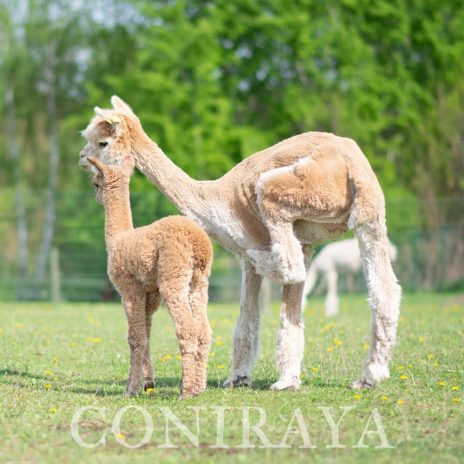 2025 05 09 Sezon porodów w Coniraya rozpoczęty2