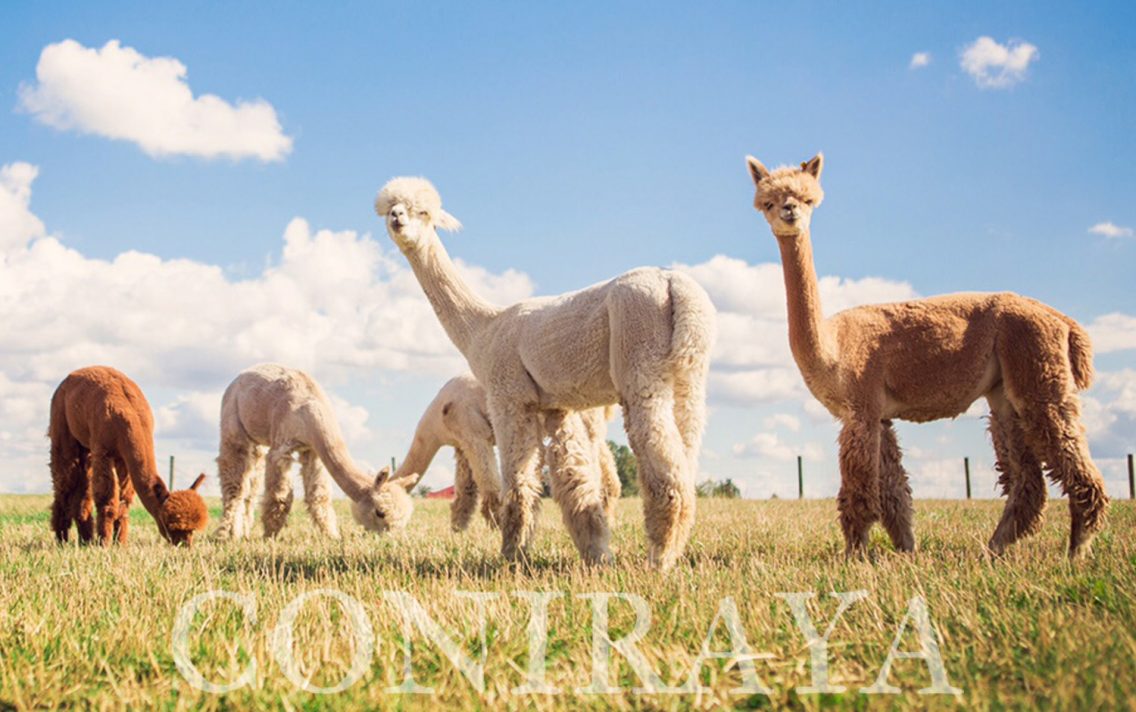 main image: Michałowice – niespiesznie i malowniczo