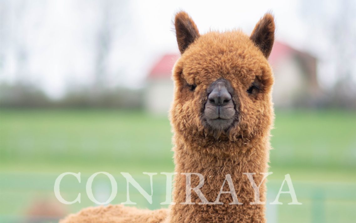 main image: Alpaki od Podstaw 28.06.2025r.