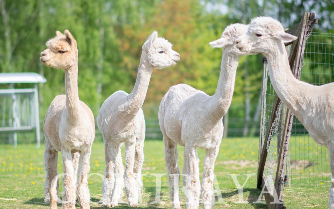 main image: Dzień Matki