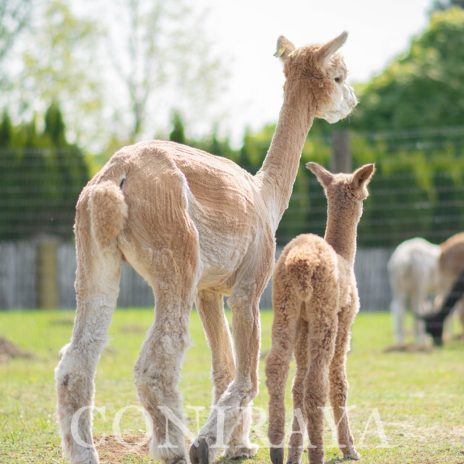 Coniraya Mancadan of Van Dijk2