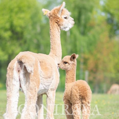 Coniraya Mancadan of Van Dijk3