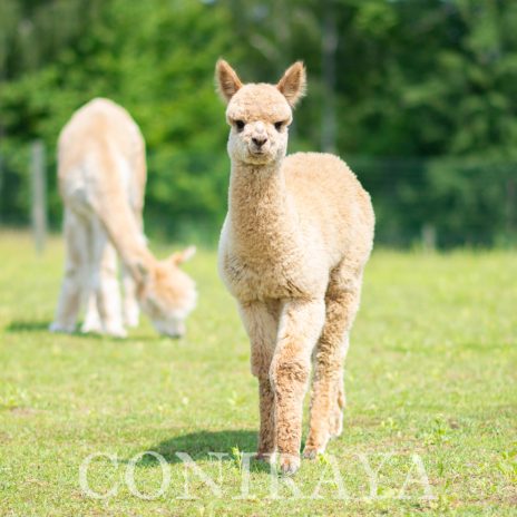 Coniraya Mancadan of Van Dijk4