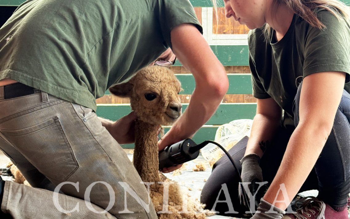 main image: 🦙 Dlaczego warto strzyc cria?