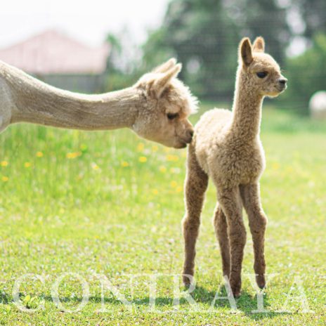 Coniraya Algardi of Van Dijk1