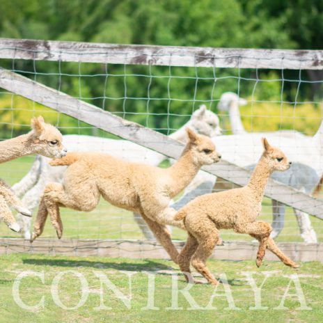 Coniraya Algardi of Van Dijk2